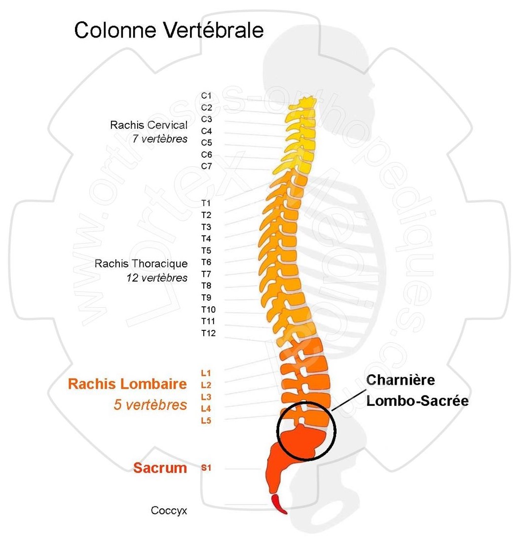 Colonne Vertébrale