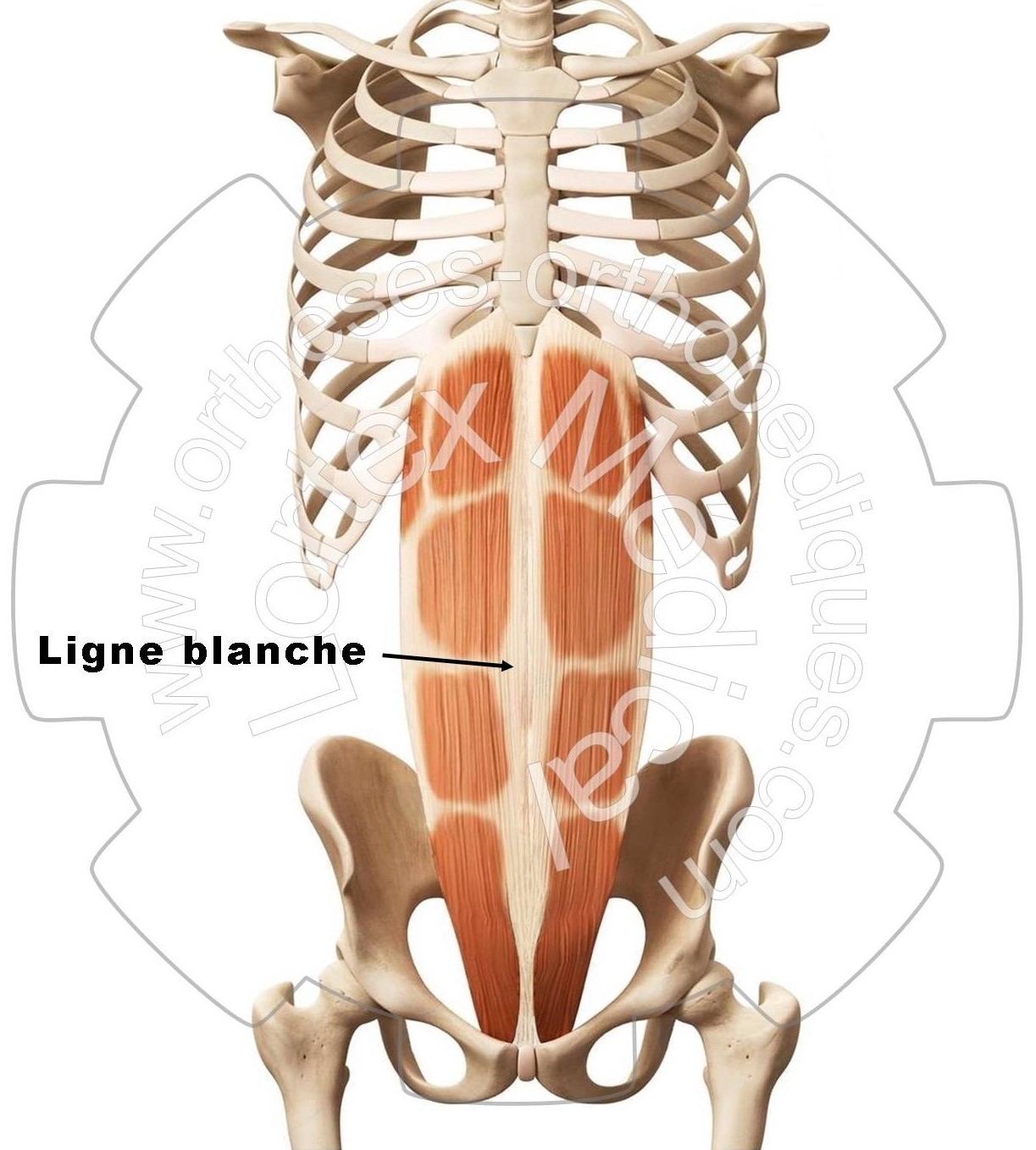 Ligne Blanche ou Linéa Alba